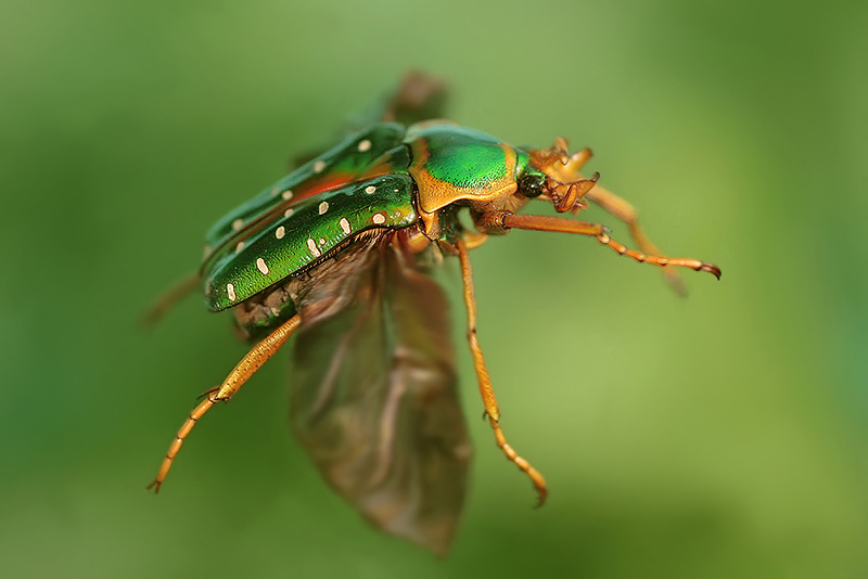 Zlatohl&aacute;vek (Stephanorrhina guttata)