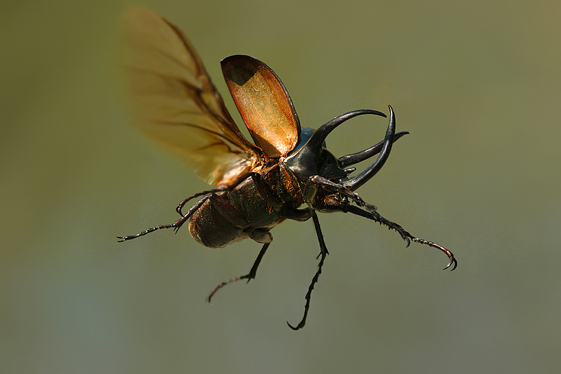 Nosorož&iacute;k Chalcosoma Caucasus Malaysia