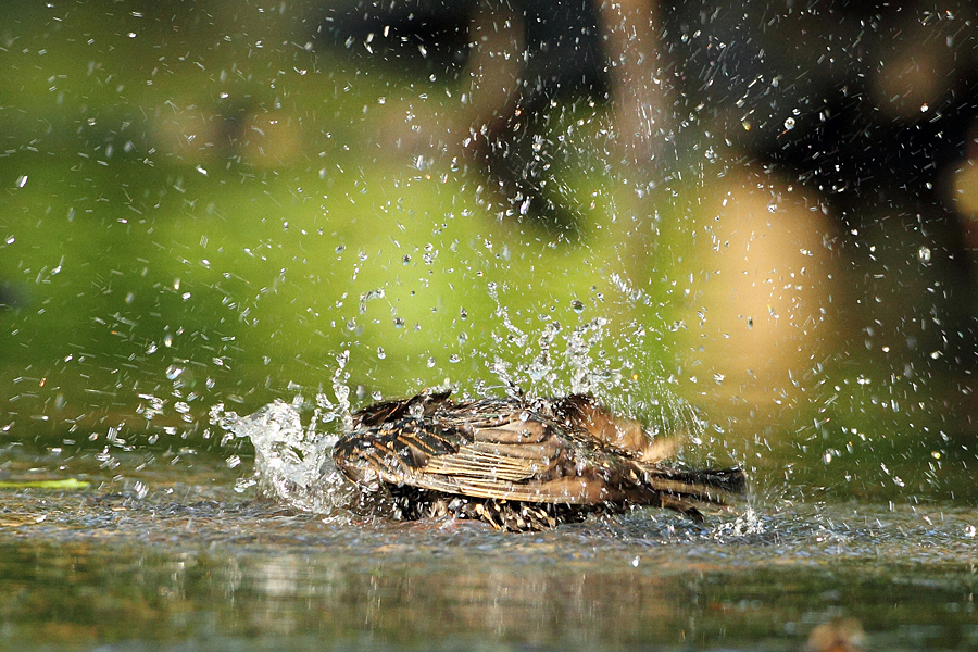 &Scaron;paček obecn&yacute; (Sturnus vulgaris)