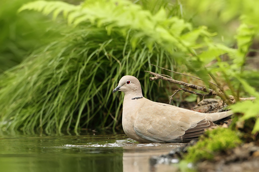 Hrdlička zahradn&iacute; (Streptopelia decaocto)