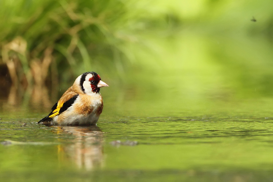 Stehl&iacute;k obecn&yacute; (Carduelis carduelis)
