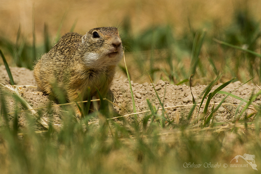 Sysel obecn&yacute; (Spermophilus citellus)