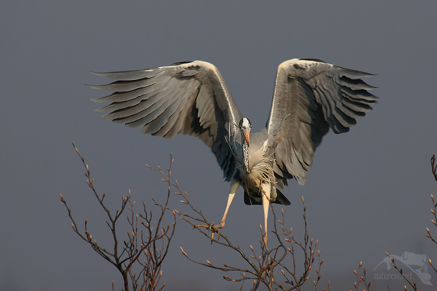 Volavka popelav&aacute; (Ardea cinerea)