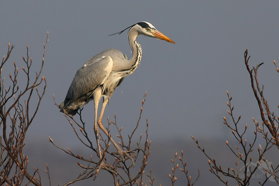 Volavka popelav&aacute; (Ardea cinerea)
