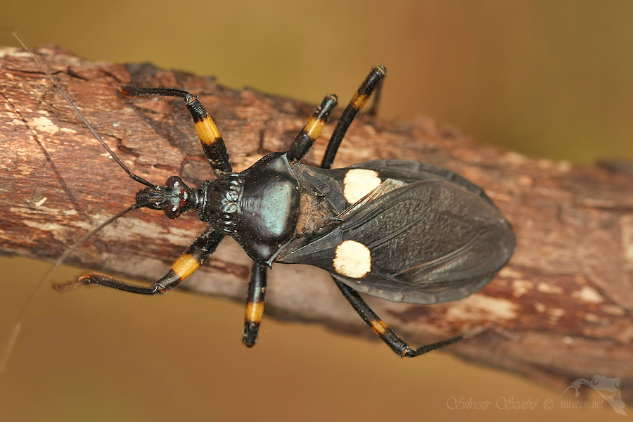 Z&aacute;keřnice (Platymeris biguttata)